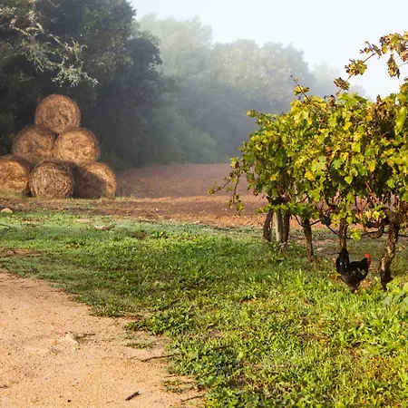 Oliver Moragues Grandhouse & Vineyard-3